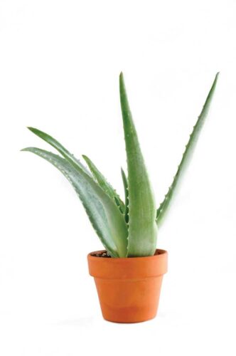 8 Health Products for a Self-Sufficient Home
